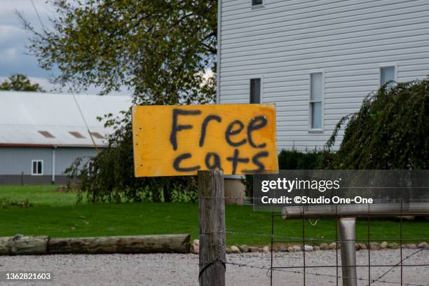 free cats - amish indiana stock pictures, royalty-free photos & images