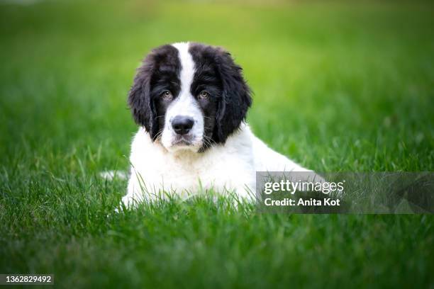 portrait of a puppy on the grass - newfoundland dog stock pictures, royalty-free photos & images