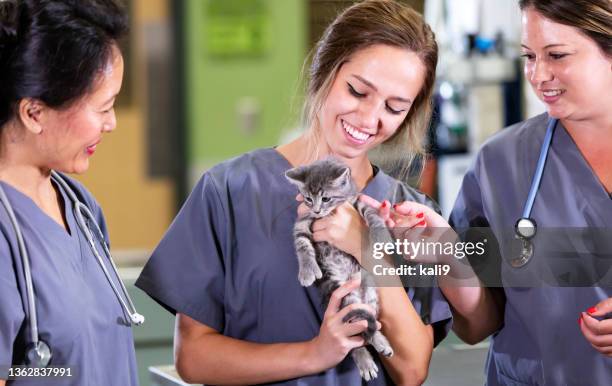 three workers at veterinary hospital petting a kitten - vet with kitten stock pictures, royalty-free photos & images