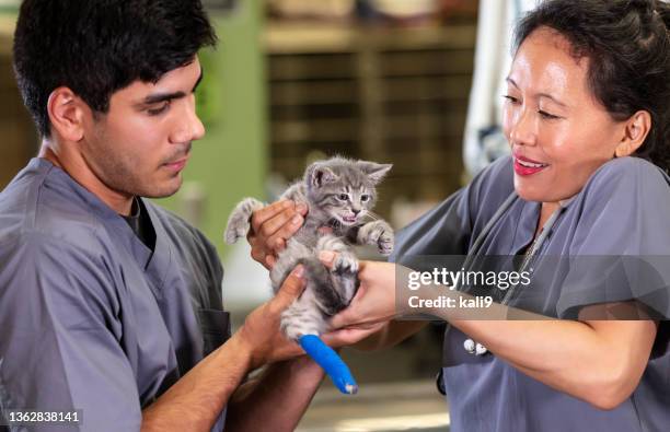 workers at animal hospital, kitten with bandaged leg - animal leg bildbanksfoton och bilder