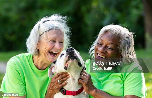 two senior women volunteer at animal shelter, with dog - animal volunteer stock pictures, royalty-free photos & images