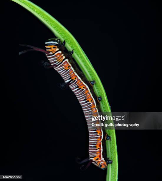 macro photos of butterfly caterpillars - grasshopper nymph stock pictures, royalty-free photos & images