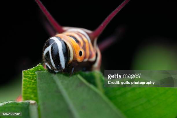 macro photos of butterfly caterpillars - grasshopper nymph stock pictures, royalty-free photos & images