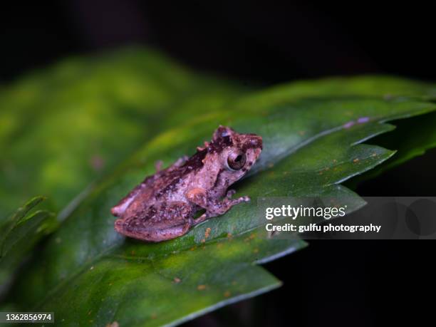 macro photos of tiny frog - arachnid stockfoto's en -beelden