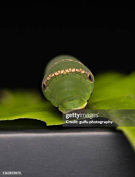 macro photos of caterpillar blue mormon butterfly - giant bee stock-fotos und bilder