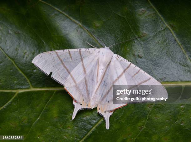 macro photos of moth - papillon de nuit photos et images de collection