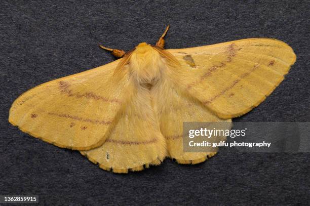 macro photos of  moth - papillon de nuit photos et images de collection