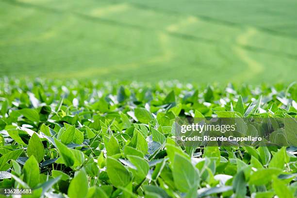 soybean - soja fotografías e imágenes de stock