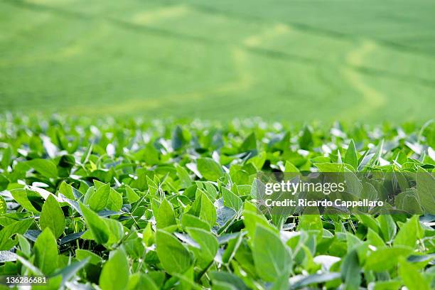soybean - 大豆 個照片及圖片檔