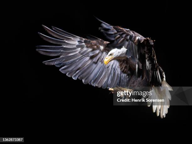 bald eagle - haliaeetus leucocephalus - rapace en vol photos et images de collection
