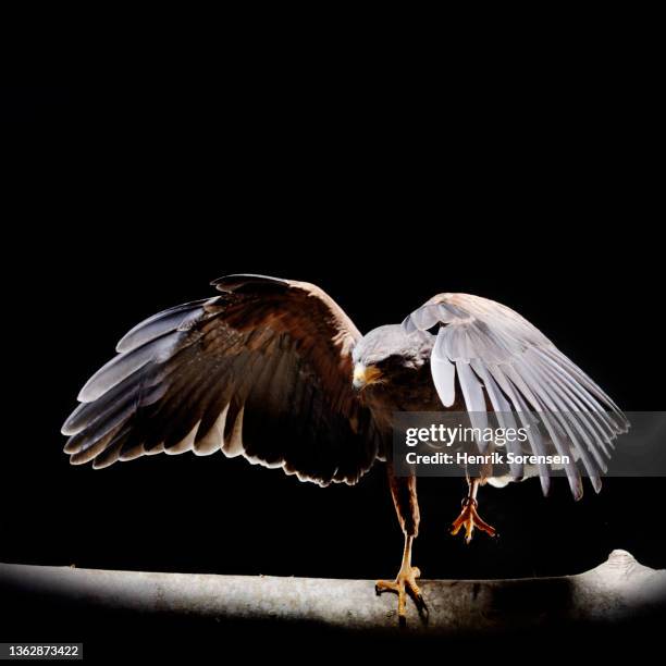 harris hawk - parabuteo unicinctus - hawk stock pictures, royalty-free photos & images