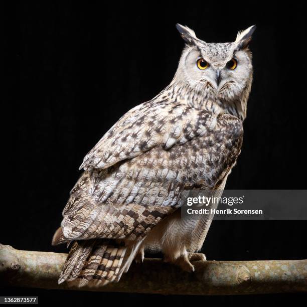 pharaoh eagle owl - bubo asalaphus - uil stockfoto's en -beelden