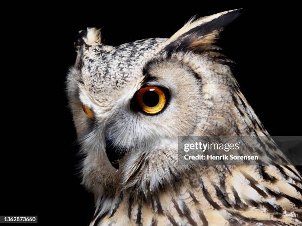 pharaoh eagle owl - bubo asalaphus - buboes stock pictures, royalty-free photos & images