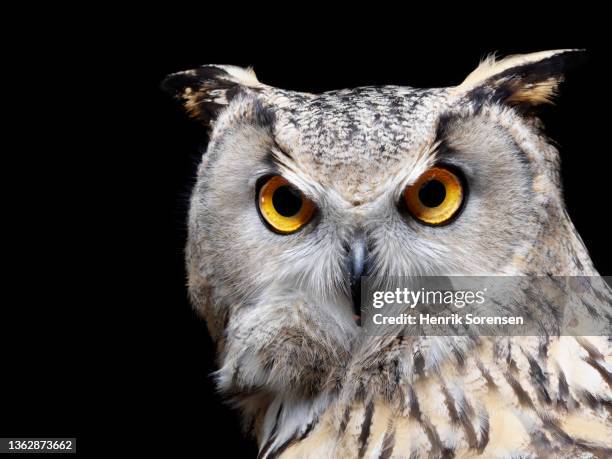 pharaoh eagle owl - bubo asalaphus - ワシミミズク ストックフォトと画像