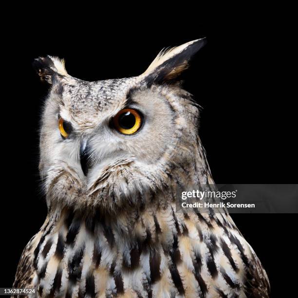 pharaoh eagle owl - bubo asalaphus - buboes stock pictures, royalty-free photos & images