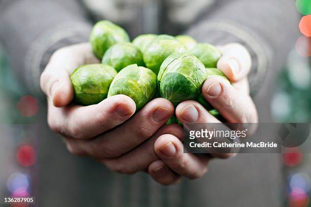 brussels sprouts - catherine macbride stock-fotos und bilder