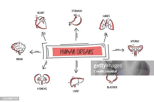 menschliche organe und anatomie verwandte objekte und elemente. handgezeichnete vektor-doodle-illustrationssammlung. handgezeichnete symbole set. - herz anatomiebegriff stock-grafiken, -clipart, -cartoons und -symbole