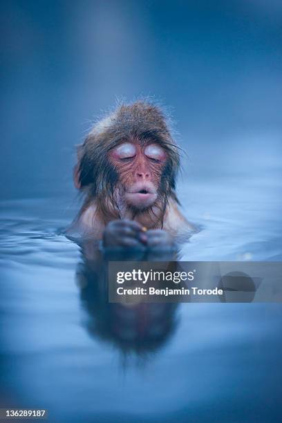 infant japanese snow monkey - japan onsen stockfoto's en -beelden