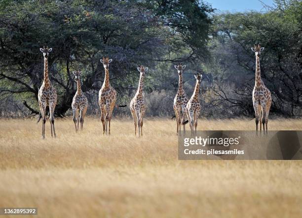 herd of attentive and alert giraffe in a line in hwange national park, zimbabwe - zimbabwe stock pictures, royalty-free photos & images