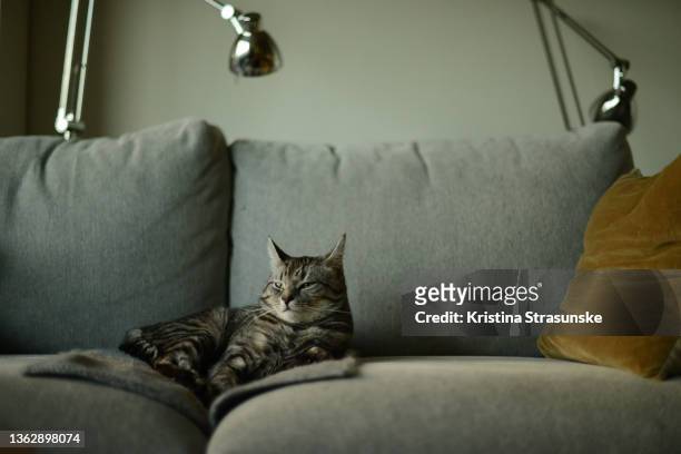 a cat laying comfortably on a little square knitted blanket on a sofa - vida real imagens e fotografias de stock