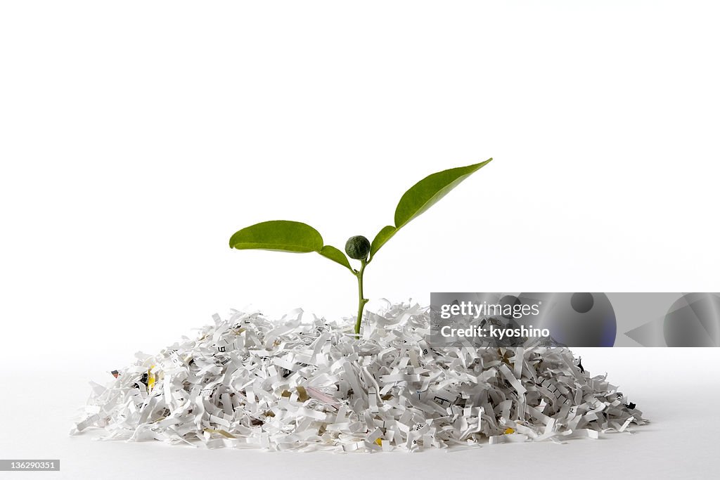 Isolado Filmagem de Planta com Em Tiras de papel em fundo branco