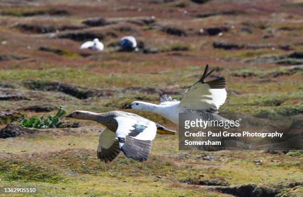 male and female upland geese (chloephaga picta) in flight - magellangans stock-fotos und bilder