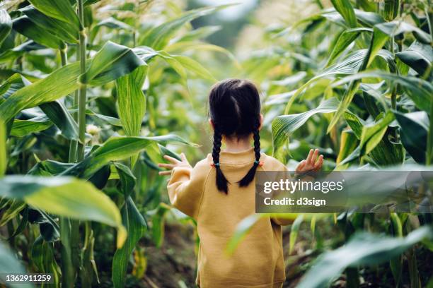 rear view of lovely little asian girl walking through corn field. she is experiencing agriculture in an organic farm and learning to respect the mother nature - duurzame levensstijl stockfoto's en -beelden