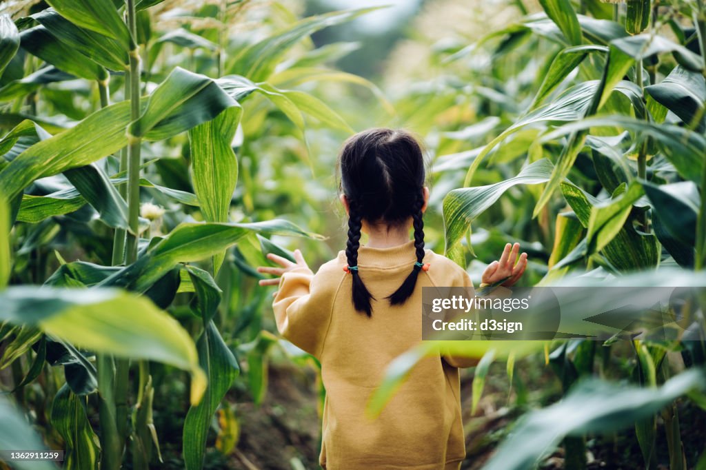 Rear view of lovely little Asian girl walking through corn field. She is experiencing agriculture in an organic farm and learning to respect the Mother Nature