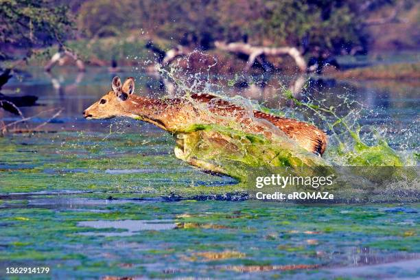 sambar deer - ranthambore national park stock pictures, royalty-free photos & images