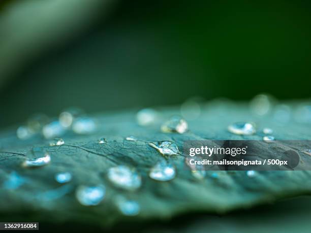 likes water on green leaf with defocused selective focus - macro leaf stock pictures, royalty-free photos & images