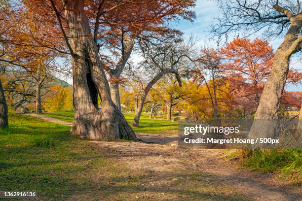Houston Fall Tree 767 Texas Fall Trees Stock Photos, High-Res Pictures, and Images ...