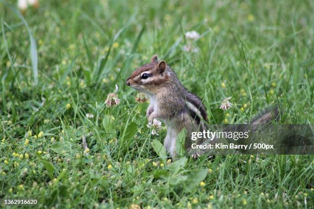 chipmunk,close-up of squirrel on grass,arizona,united states,usa - arizona ground squirrel stock pictures, royalty-free photos & images