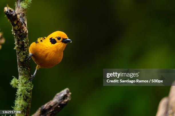 golden tanager,close-up of songtropical passerine warbler perching on branch,manizales,caldas,colombia - paradise tanager stock pictures, royalty-free photos & images