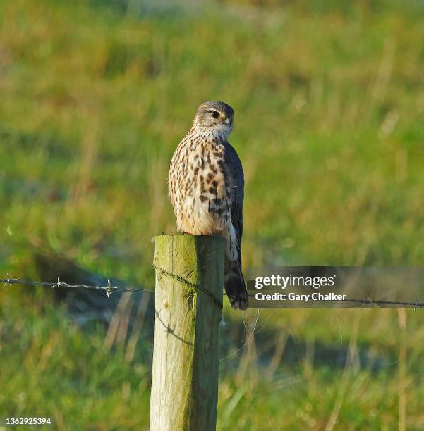 455 Merlin Bird Stock Photos, High-Res Pictures, and Images - Getty Images