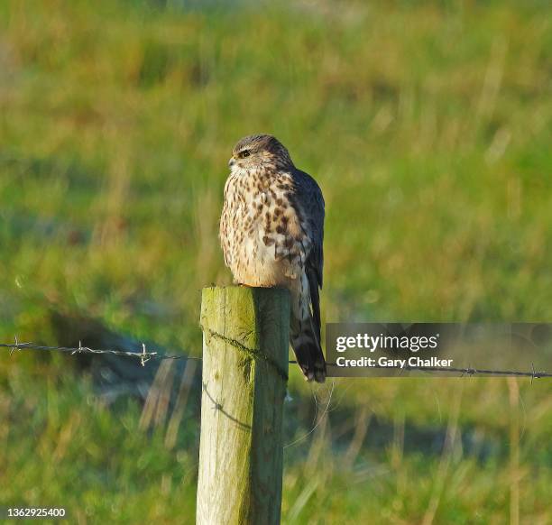 455 Merlin Bird Stock Photos, High-Res Pictures, and Images - Getty Images