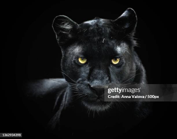 black panther,close-up portrait of black cat against black background - anther stock-fotos und bilder