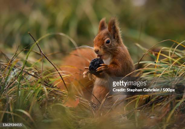 so niedlich,close-up of squirrel eating food on field - niedlich ストックフ��ォトと画像