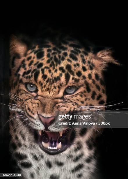 north - chinese leopard,close-up portrait of leopard - african leopard stock pictures, royalty-free photos & images