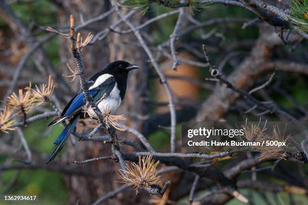 black-billed magpie,close-up of magpie perching on branch,larimer county,colorado,united states,usa - ekster stockfoto's en -beelden