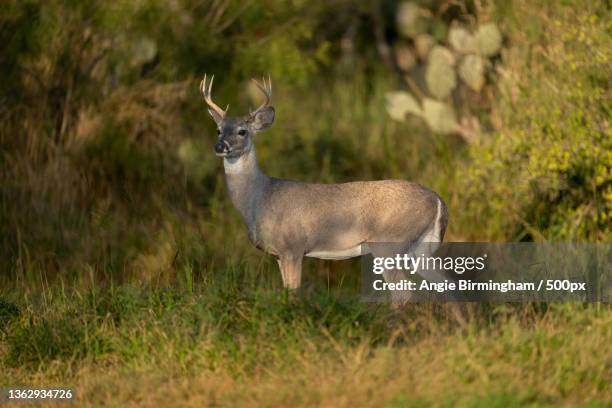 whitetail buck,portrait of white standing on field - deer bildbanksfoton och bilder
