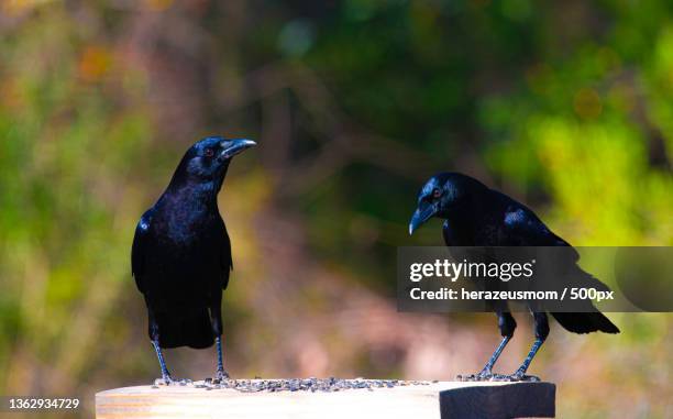 raven,close-up of birds perching on wood,united states,usa - dead raven stock-fotos und bilder