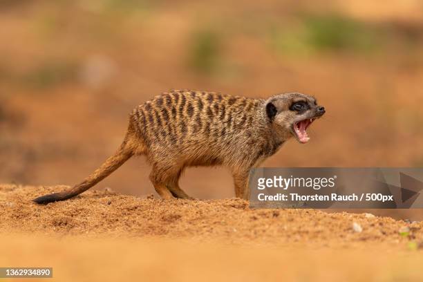 3,249 Desert Animals Cute Photos and Premium High Res Pictures - Getty  Images