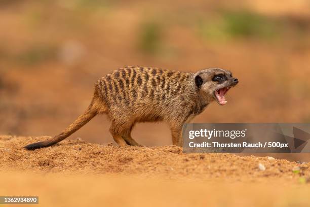 3,249 Desert Animals Cute Photos and Premium High Res Pictures - Getty Images 3,249 Desert Animals Cute Photos and Premium High Res Pictures - Getty Images