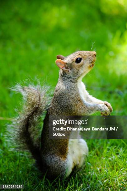 squirrel,close-up of gray squirrel on field,london,united kingdom,uk - ハイイロリス ストックフォトと画像