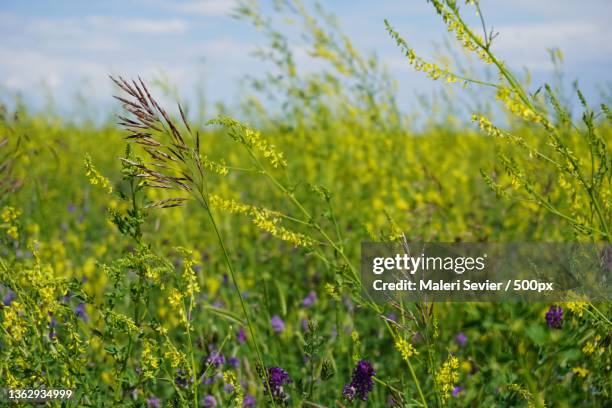 wildflowers - western montana field,close-up of fresh yellow flowers on field,western montana,montana,united states,usa - montana western usa foto e immagini stock