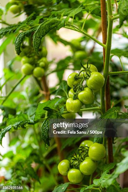 tomamto plant,close-up of tomatoes growing on plant,enfield,united kingdom,uk - sanu stock pictures, royalty-free photos & images