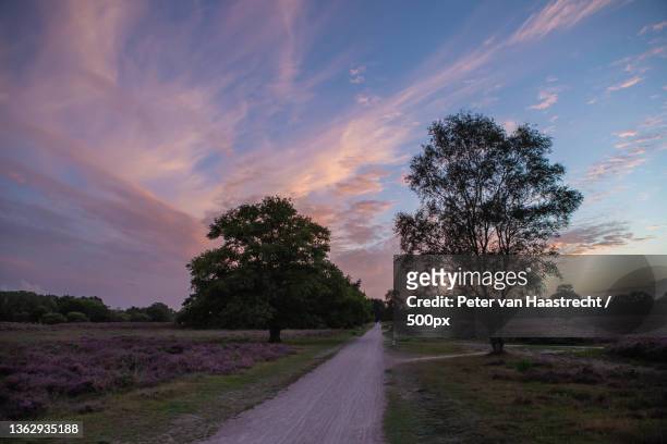 purple heather season,trees on field against sky during sunset,hilversum,netherlands - ヒルバーサム ストックフォトと画像
