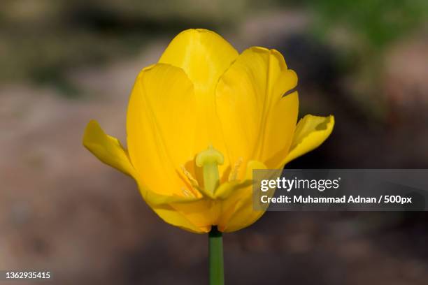 close-up of yellow tulip,multan,punjab,pakistan - flower part fotografías e imágenes de stock