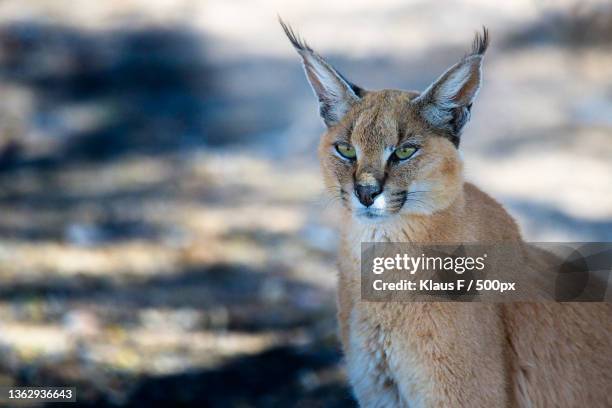 caracal,close-up portrait of cat on field,kgalagadi transfrontier park,south africa - caracal stock pictures, royalty-free photos & images