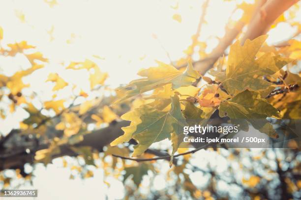green plane tree leaves on tree branches with sunshine,turkey - ipek morel stock pictures, royalty-free photos & images